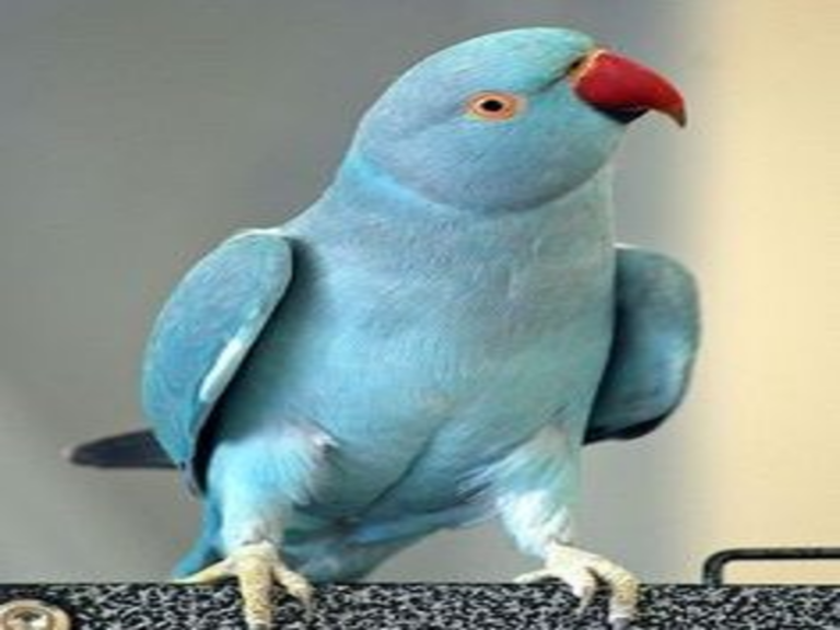 Indian Ringneck - Blue Indigo | Lee's Exotic Birds