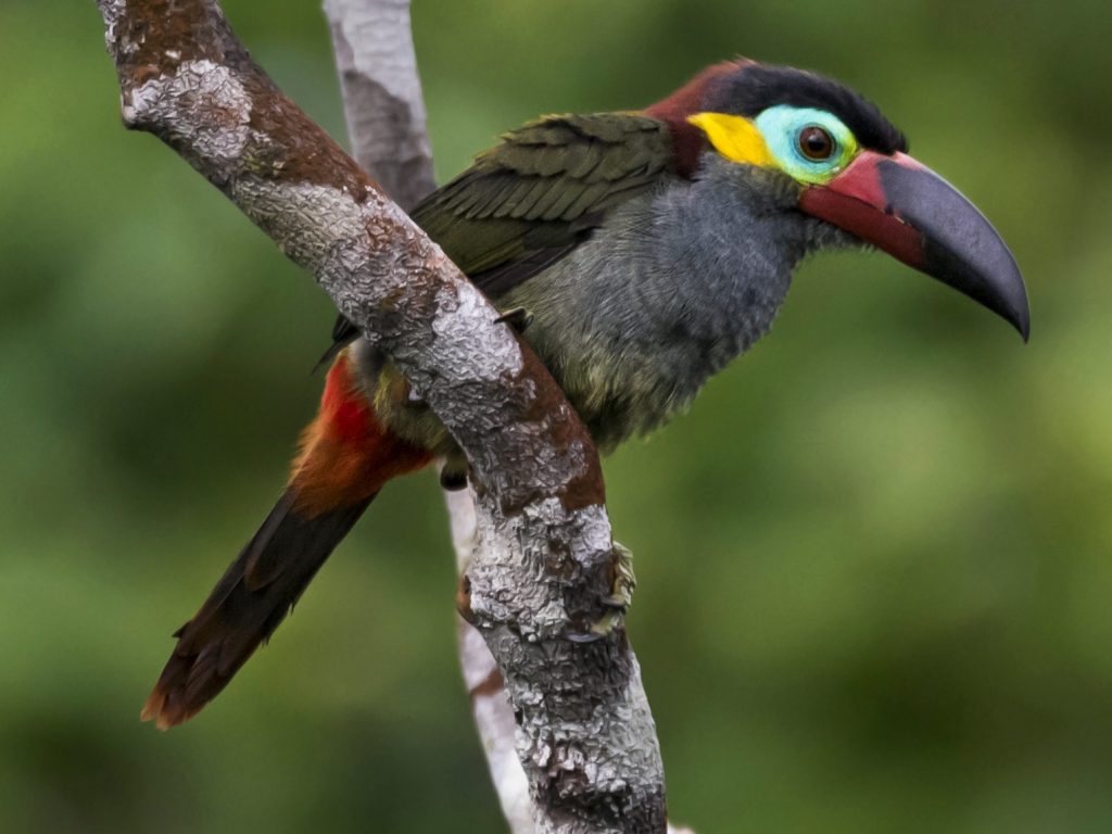 Guyana Toucanet | Lee's Exotic Birds