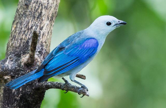 Tanager - Blue Gray | Lee's Exotic Birds
