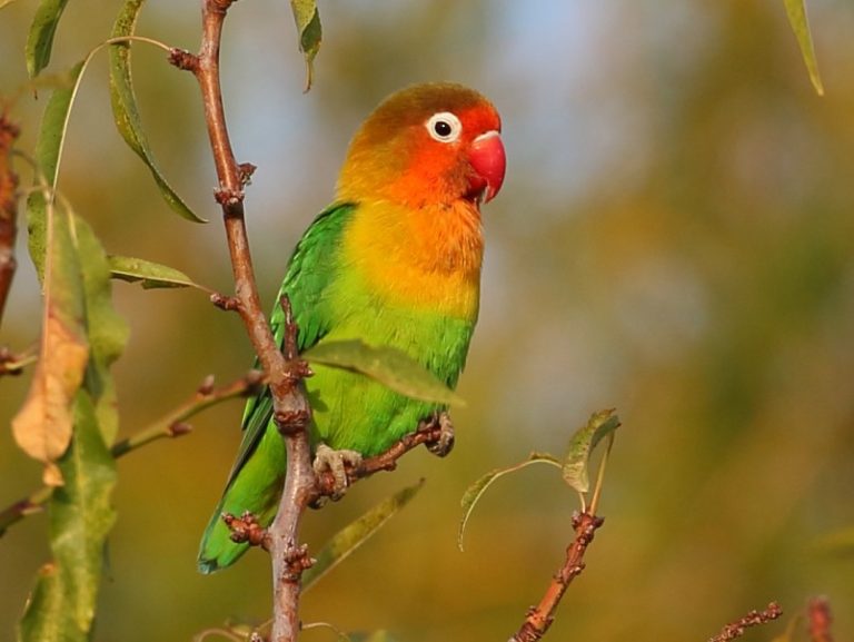 Fischer Love Bird (Colors Vary) | Lee's Exotic Birds