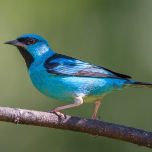 Blue Dacnis