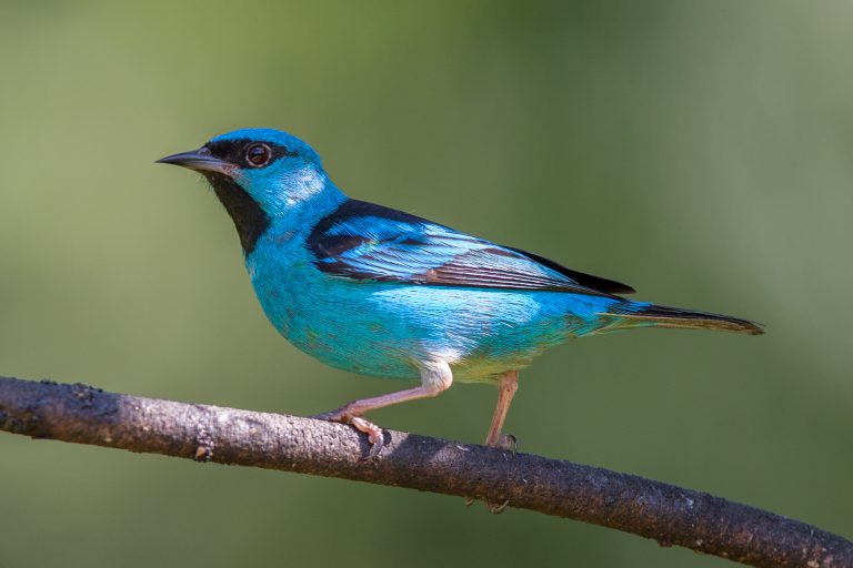 Dacnis - Blue | Lee's Exotic Birds