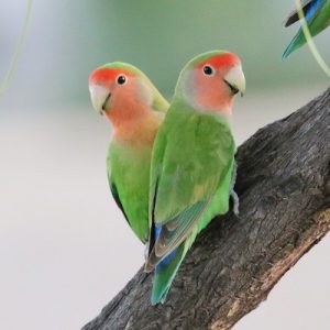 Peach Faced Love Birds