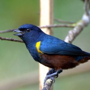 Golden Sided Euphonia