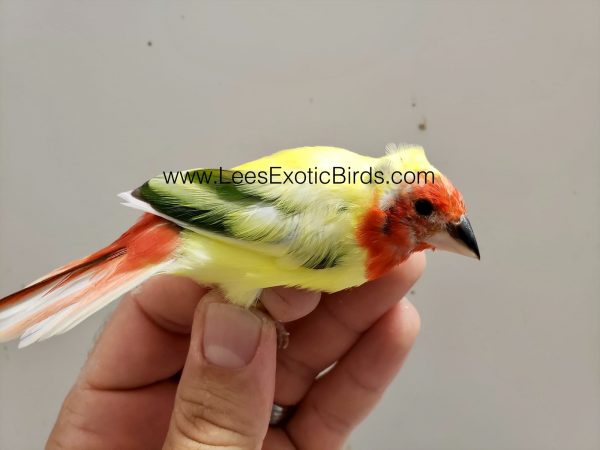 Red Headed Parrot Finch - Pied