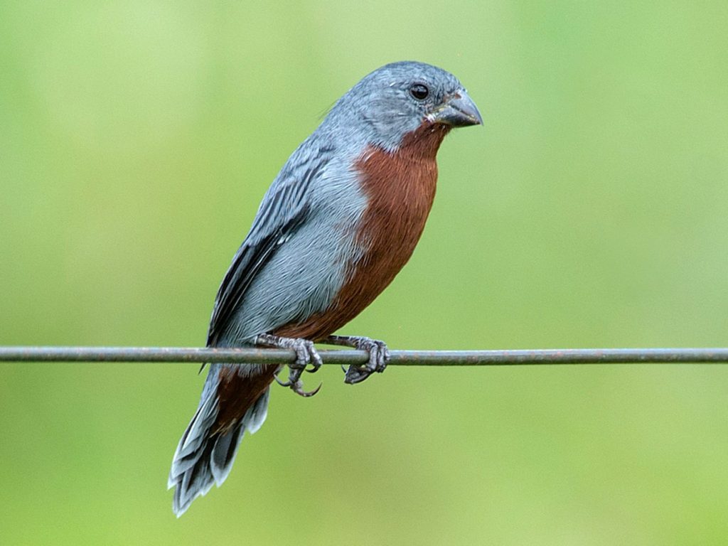 Seedeater - Chestnut Bellied | Lee's Exotic Birds