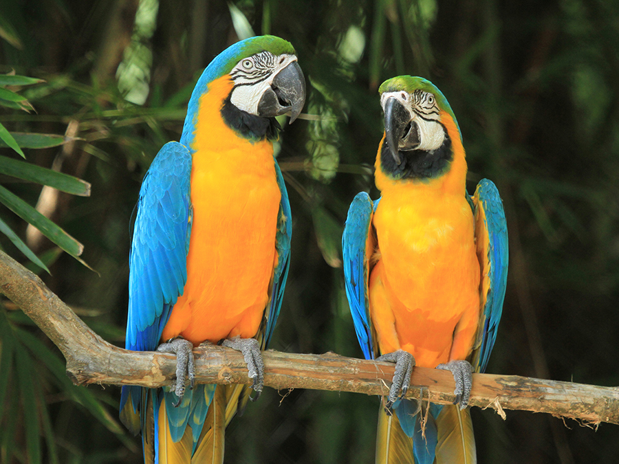 Macaw Blue & Gold Lee's Exotic Birds