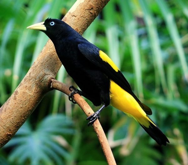 Cacique - Yellow Rumped | Lee's Exotic Birds