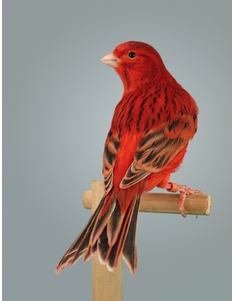 Canary - Red Brown | Lee's Exotic Birds