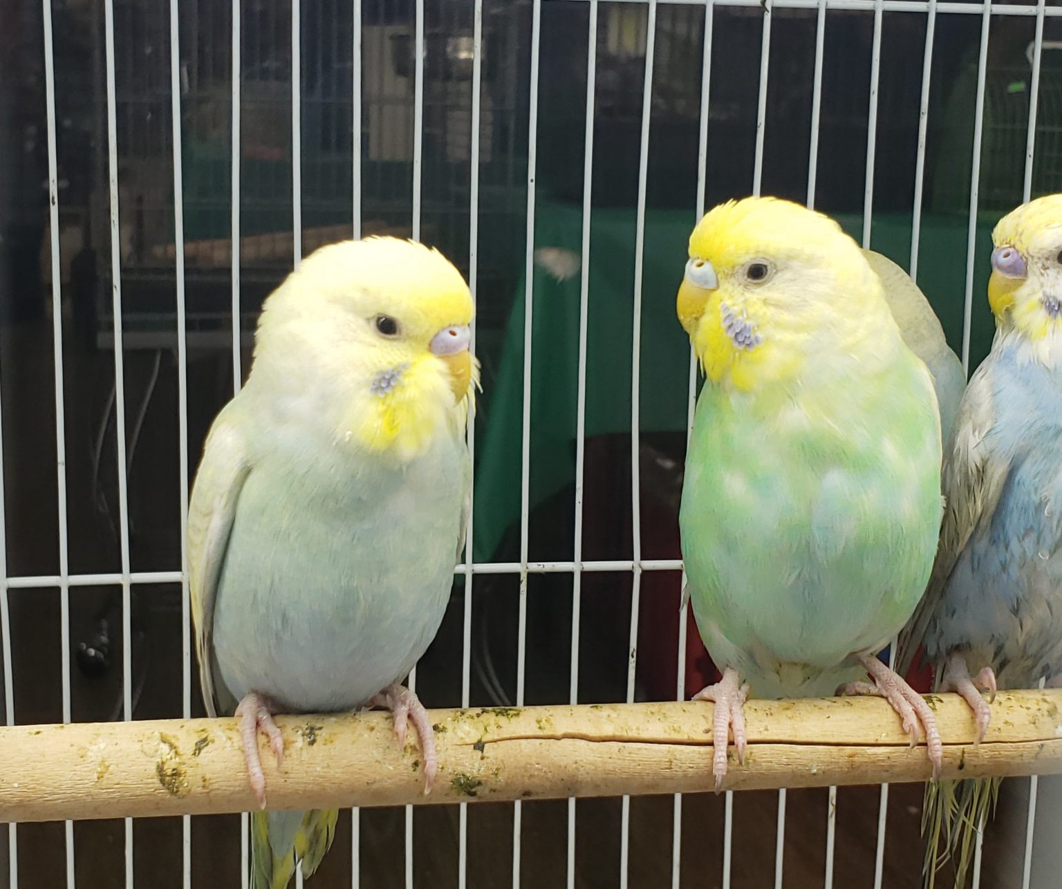 Parakeet – Rainbow - Lee's Exotic Birds