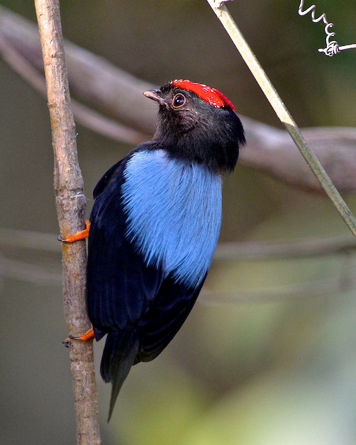 Manakin - Lance Tailed | Lee's Exotic Birds