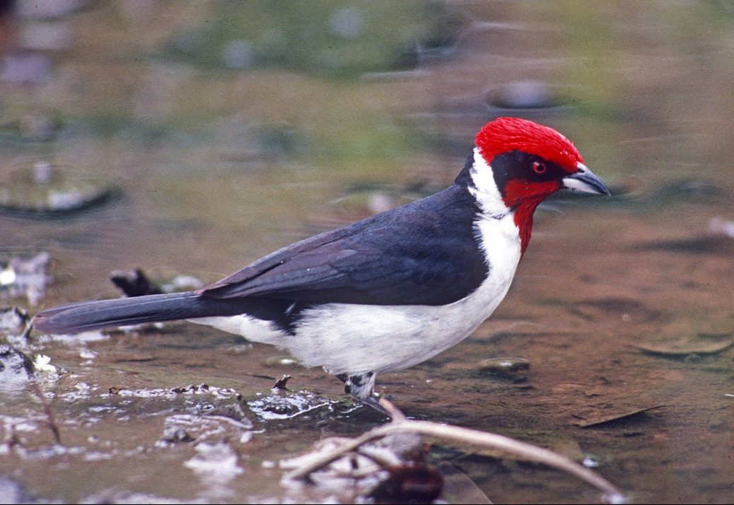 Masked Cardinal - Lee's Exotic Birds