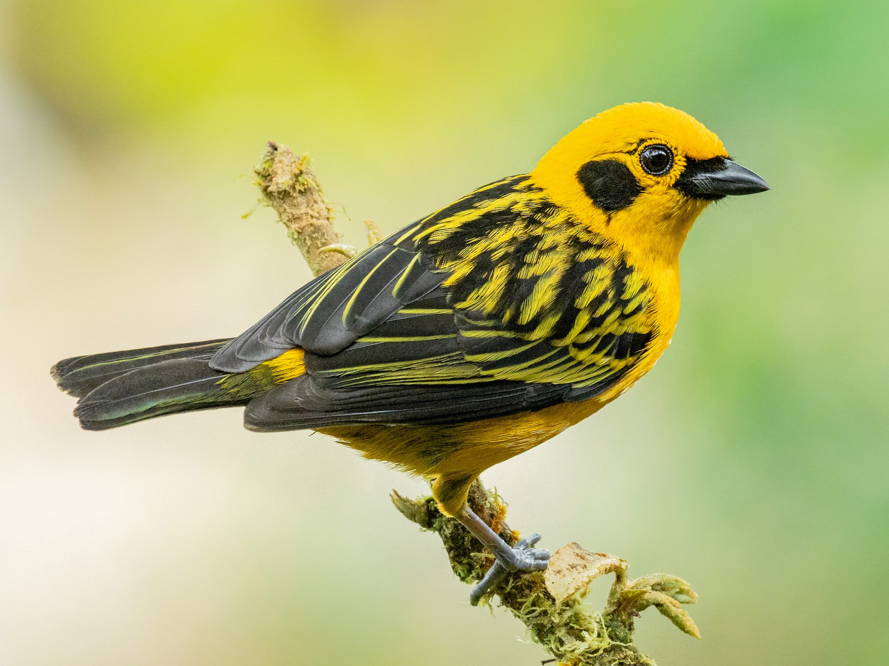 Types Of Tanager at Charles Vanvalkenburg blog