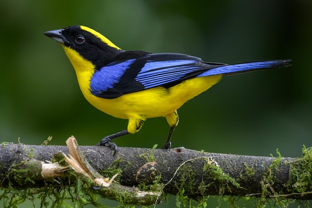 Tanager - Blue-Winged Mountain | Lee's Exotic Birds