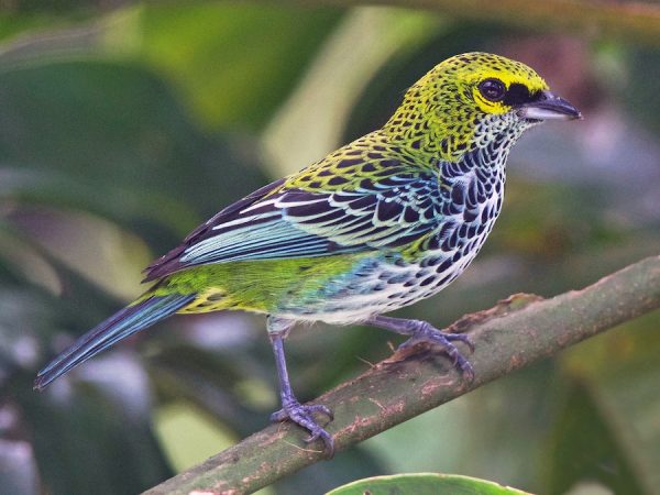 Tanager - Speckled | Lee's Exotic Birds