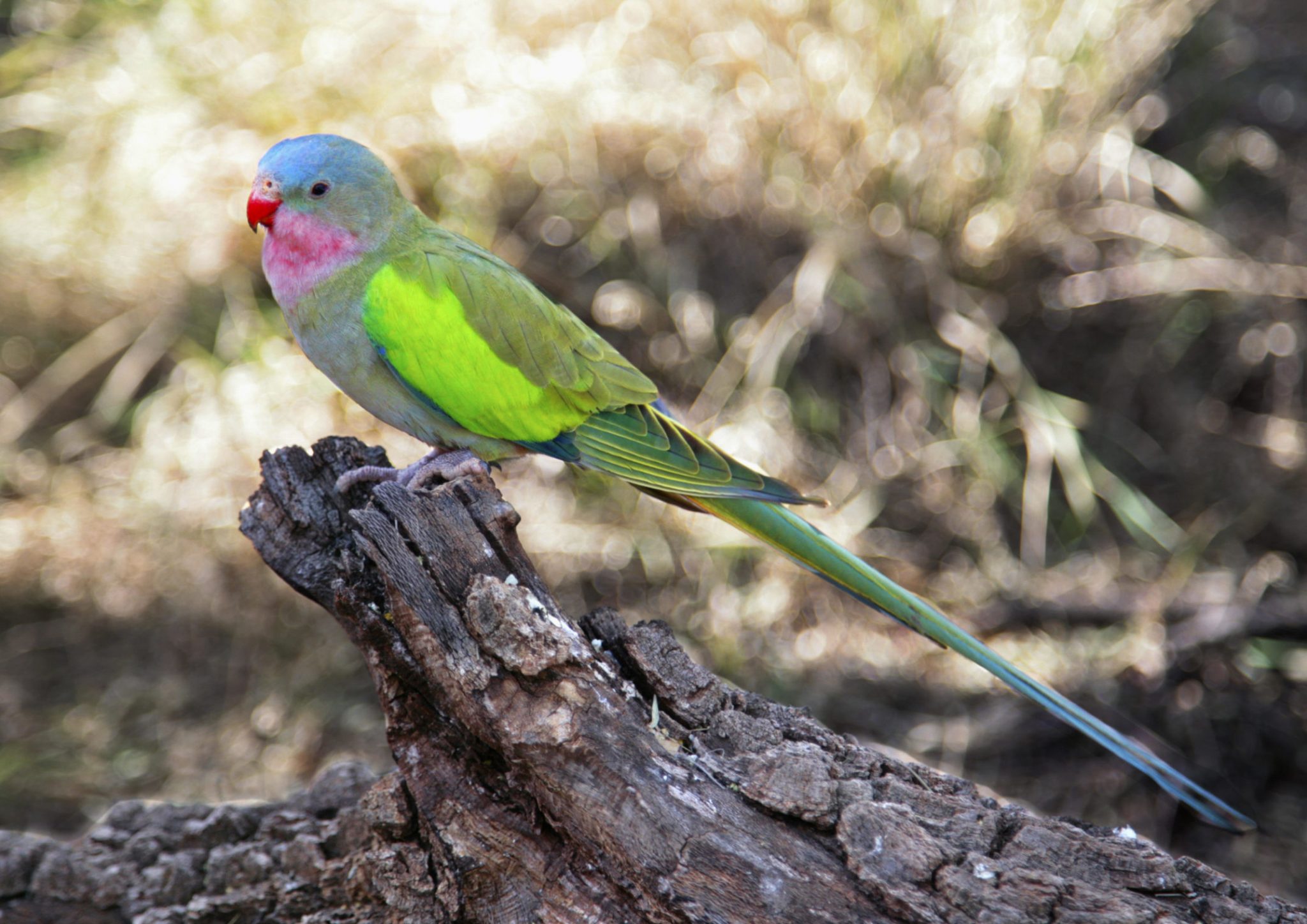 Princess of Wales Parakeet - Classic | Lee's Exotic Birds