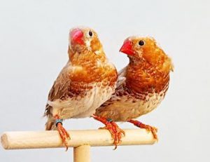 Zebra Finch – Orange Breast - Lee's Exotic Birds