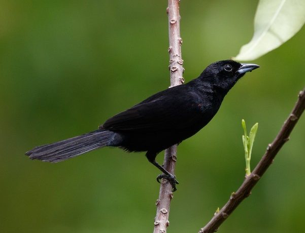 Tanager - Red Shouldered | Lee's Exotic Birds