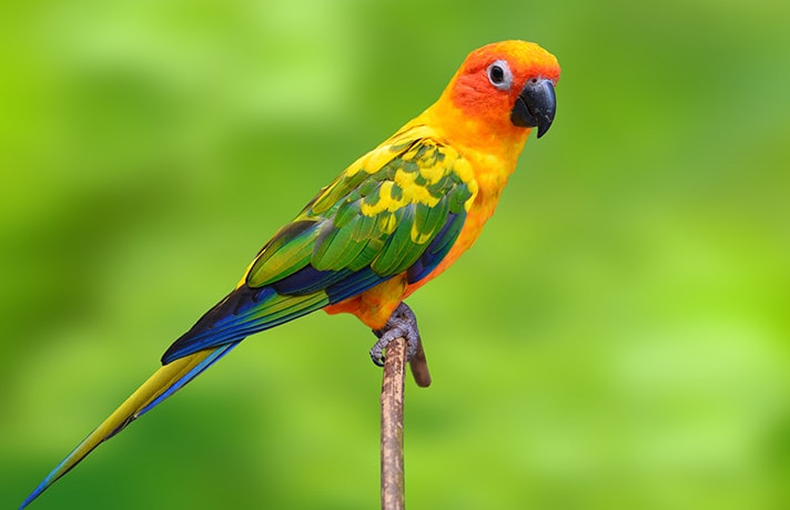 What Is The Rarest Parakeet Color