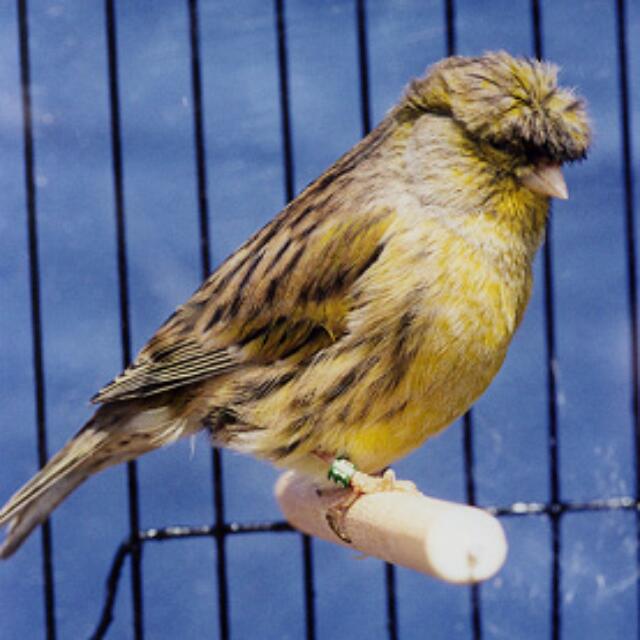 Canary - German Crest | Lee's Exotic Birds