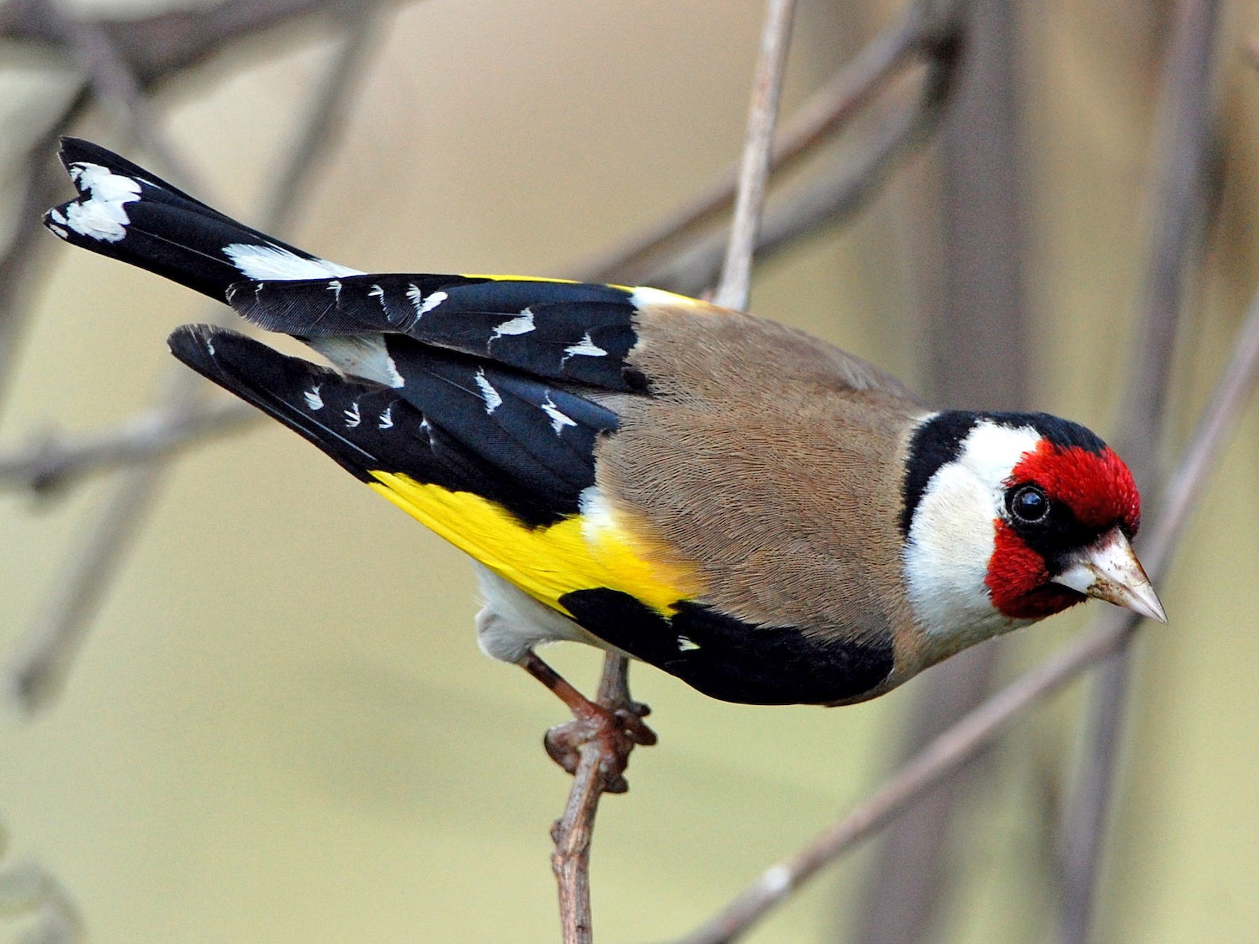 European Goldfinch Lee S Exotic Birds